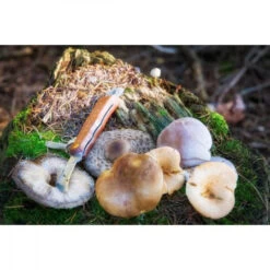 CAO Couteau à Champignons 7 CAO Couteau à Champignons -Camping Soldes 1 cao couteau a champignons.jpg